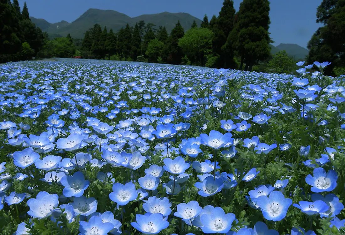 🌺 플라워파크 가고시마 (후라와파쿠 카고시마) 이미지 10